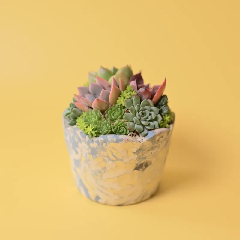 植物用の鉢も少しお持ちする予定です